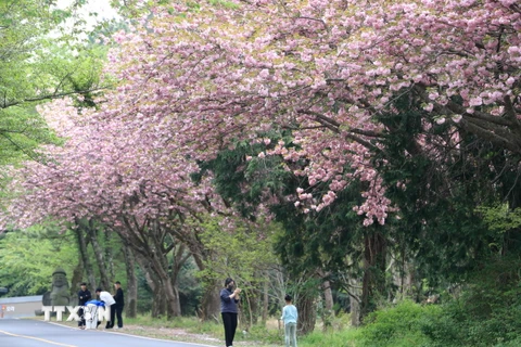 Ngắm hoa anh đào trên đảo Jeju, Hàn Quốc. (Ảnh: Yonhap/TTXVN)