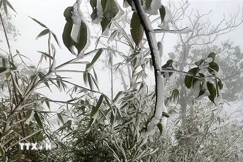 Băng giá, sương muối phủ trắng cây cỏ đường đi, cây rừng thuộc Vườn quốc gia Hoàng Liên khu vực cáp treo đường lên đỉnh Fansipan sáng 18/12/2022. (Ảnh: Quốc Khánh/TTXVN)