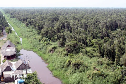 Khẩn trương đắp đập giữ nước cho rừng tràm U Minh Hạ
