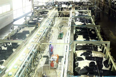 [Video] Việt Nam lần đầu tiên xuất khẩu sữa sang Trung Quốc