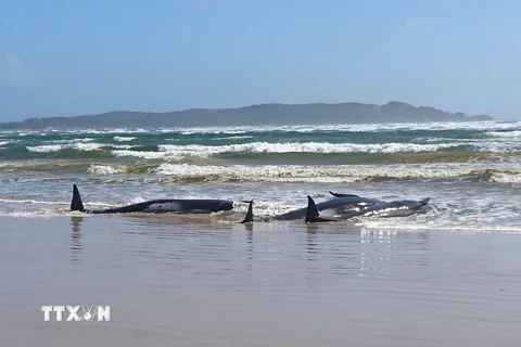 Cá voi mắc cạn ở khu vực bãi cát thuộc cảng Macquarie trên bờ biển miền tây Tasmania, ngày 21/9/2020. (Ảnh: AFP/TTXVN)
