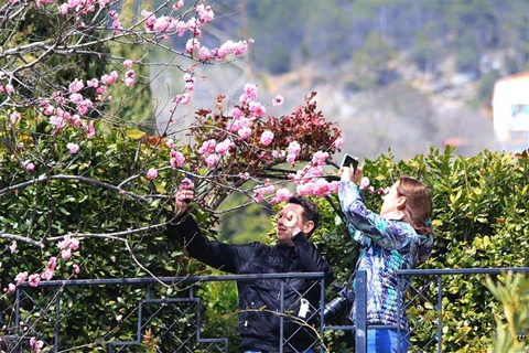 Du khách đổ về miền Nam nước Nga đón xuân và ngắm mùa hoa nở. (Ảnh: Trần Hiếu/TTXVN)