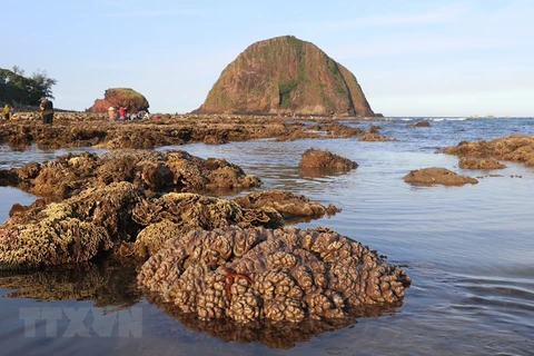 Phú Yên: Hệ sinh thái san hô Hòn Yến bị hư hại, suy giảm nghiêm trọng