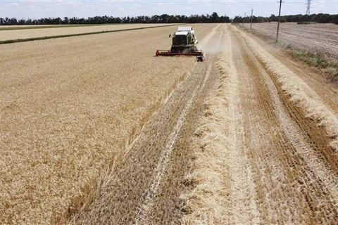Ba Lan, Ukraine đẩy nhanh vận chuyển ngũ cốc sang nước thứ ba