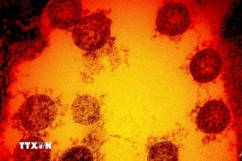 Virus SARS-CoV-2 gây bệnh Covid-19 mới được phát hiện gần đây tại Anh. (Nguồn: AFP)