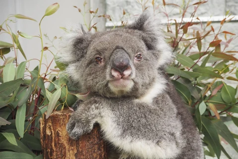 Con Koala thọ nhất thế giới ở vườn thú Nhật Bản (Nguồn:Kyodo)