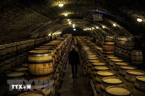 Hầm ủ rượu vang tại Nuits-Saint-Georges, vùng Bourgogne, Pháp. (Ảnh: AFP/TTXVN) 
