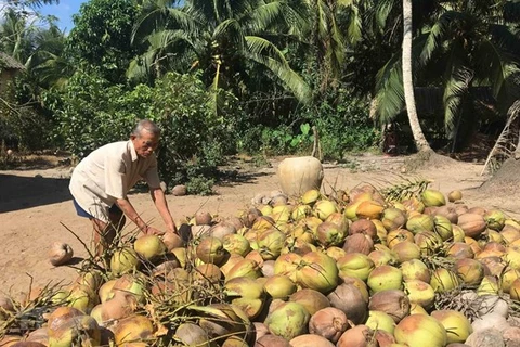 Trà Vinh: Các nhà vườn phấn khởi vì giá dừa khô lên mức 55.000 đồng