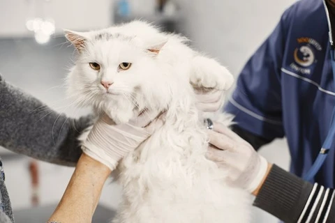 Hàn Quốc ghi nhận các ca mèo nhiễm virus cúm gia cầm độc lực cao H5N1