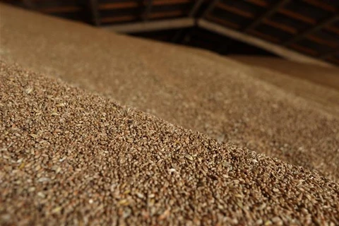 Giá lúa mỳ trên thị trường nội địa Ấn Độ đã tăng lên mức kỷ lục 24.500 rupee (306,71 USD)/tấn trong tuần này. (Ảnh: AFP/TTXVN)