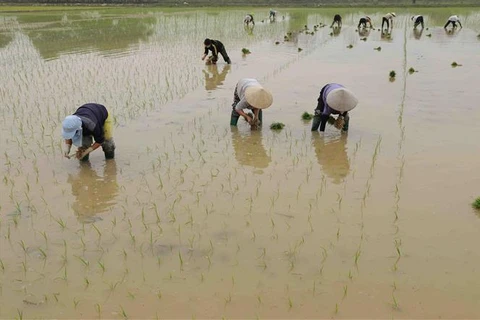 Nông dân xã Cấn Hữu, huyện Quốc Oai (Hà Nội) cấy lúa. (Ảnh: Vũ Sinh/TTXVN)