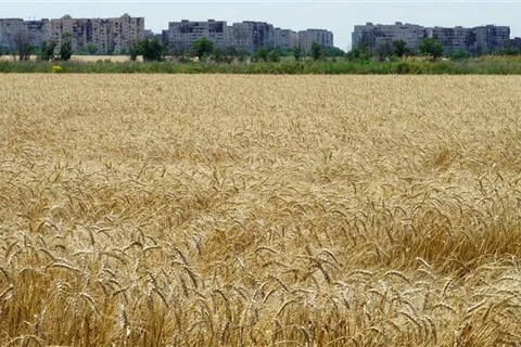 Cánh đồng lúa mỳ gần Mariupol (Ukraine) ngày 15/7/2022. (Ảnh: AFP/TTXVN)
