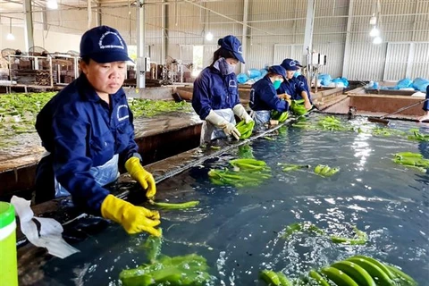 Sơ chế chuối xuất khẩu tại Công ty Cổ phần Cao su Thống Nhất, thành phố Bà Rịa. (Ảnh: Hồng Đạt-TTXVN)