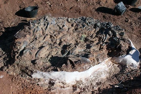 Một hóa thạch 220 triệu năm tuổi tại Công viên Quốc gia Ischigualasto ở San Juan, Argentina. (Nguồn: AFP)
