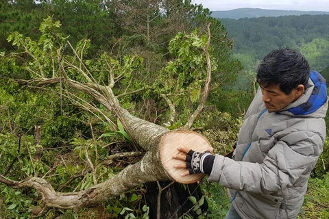 Bắt quả tang 11 đối tượng phá rừng phòng hộ tại thành phố Đà Lạt