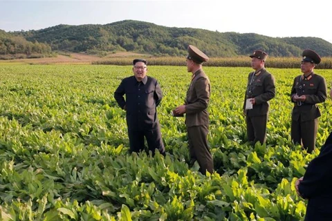 Nhà lãnh đạo Triều Tiên Kim Jong-un trong một chuyến thăm cơ sở sản xuất nông nghiệp. (Nguồn: Reuters)