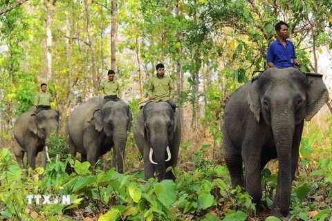 Cần các biện pháp cấp bách bảo vệ đàn voi châu Á ở Đồng Nai