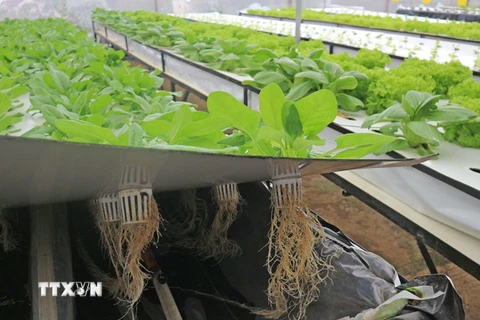 Với phương pháp khí canh, rau được trồng trên giàn cao lơ lửng trong không khí. (Ảnh: Nguyễn Dũng/TTXVN)
