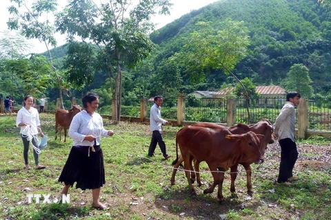 Các hộ nghèo, cận nghèo của xã Yên Lâm (Hàm Yên, Tuyên Quang) được hỗ trợ bò giống. (Ảnh minh họa: Quang Cường/TTXVN)
