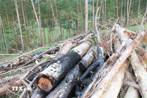 Hàng trăm lóng gỗ từ 1-4m được gom thành từng đống để đốt vẫn còn nham nhở. (Ảnh: Đặng Tuấn-Nguyễn Dũng/TTXVN)