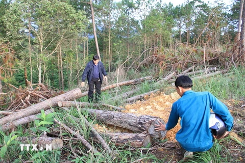 Khu vực rừng thông bị triệt hạ tại lô D, khoảnh 6, tiểu khu 216, lâm phần do Ban Quản lý rừng phòng hộ Phi Liêng quản lý. (Ảnh: Đặng Tuấn- Nguyễn Dũng/TTXVN)