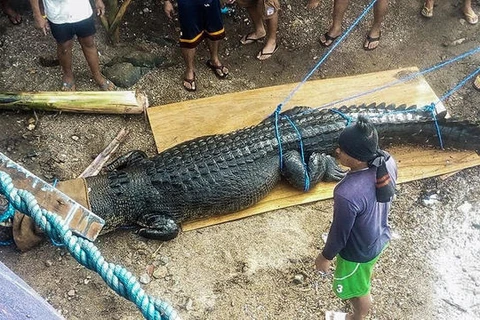 Cá sấu xổng chuồng dài 5m nặng 590kg ăn thịt người huấn luyện | Vietnam+  (VietnamPlus)