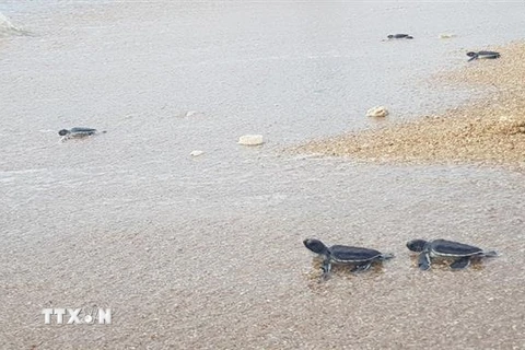 Rùa con trở về biển thuộc khu vực Vườn quốc gia Núi Chúa. (Ảnh: Nguyễn Thành/TTXVN)