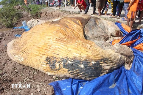 Một xác cá voi 10 tấn trôi vào vùng biển Bạc Liêu. (Ảnh: Nhật Bình/TTXVN)