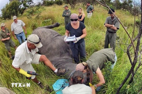 Các thành viên của tổ chức Save the Rhino dùng phương pháp bắn thuốc gây mê khiến tê giác tạm thời bất tỉnh để tiêm một hỗn hợp thuốc độc và dung dịch nhuộm màu trực tiếp vào sừng. (Ảnh: Phi Hùng/TTXVN)