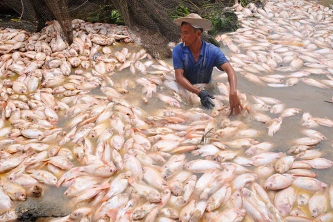 Cá chết trên sông La Ngà hồi tháng 5/2018. (Ảnh: Lê Xuân/TTXVN)