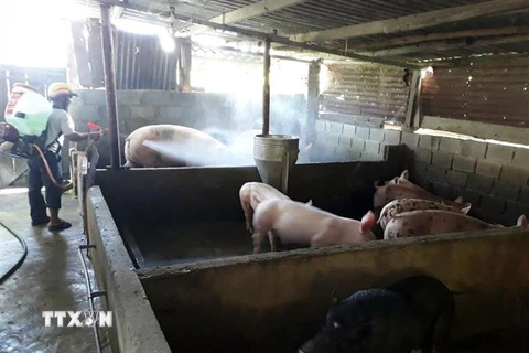 Phun thuốc tiêu độc khử trùng chuồng trại để phòng, chống dịch tả lợn châu Phi. (Ảnh minh họa: Công Thử/TTXVN)