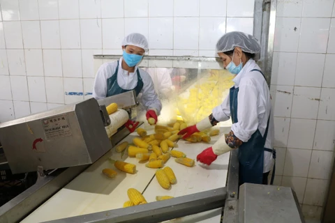 Dây chuyền sản xuất ngô ngọt của Công ty Cổ phần thực phẩm xuất khẩu Đồng Giao, Ninh Bình. (Ảnh: Đức Phương/TTXVN)