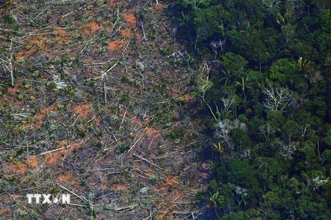 Một khoảng rừng Amazon ở bang Rondonia, miền Bắc Brazil bị tàn phá do cháy rừng. (Ảnh: AFP/TTXVN)