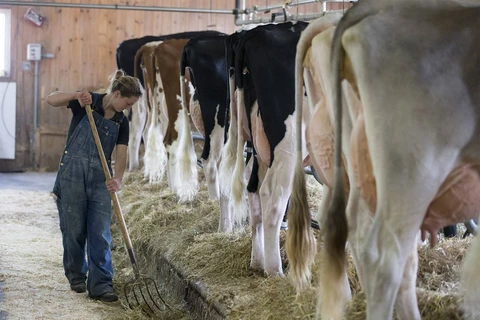 Một trang trại bò sữa ở Canada. (Nguồn: Bloomberg)