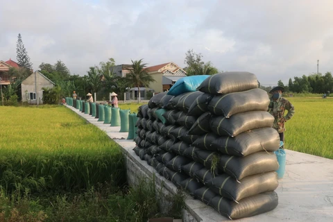 Phú Yên là một trong những địa phương có năng suất lúa cao nhất cả nước. (Ảnh: Phạm Cường-TTXVN)