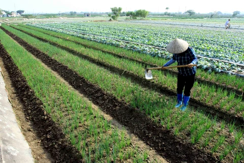 Thành viên của Hợp tác xã Dịch vụ nông nghiệp xã Quỳnh Hải, huyện Quỳnh Phụ, Thái Bình chăm sóc cây màu vụ Đông. (Ảnh: Thế Duyệt/TTXVN)