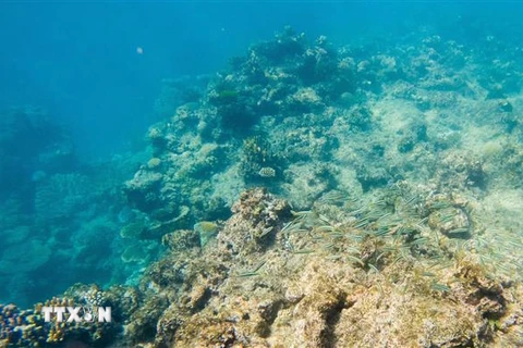 Rạn san hô Great Barrier ở Queensland, Australia, ngày 2/6/2021. (Ảnh: THX/TTXVN)
