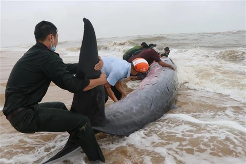 Lực lượng chức năng giải cứu cá voi mắc cạn vào bờ ở cửa biển Tư Hiền. (Ảnh: Đỗ Trưởng/TTXVN)