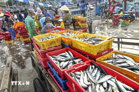 Hoạt động mua bán hải sản tại Cảng cá Phan Thiết. (Ảnh: Nguyễn Thanh/TTXVN)