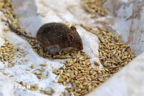 Chuột ăn ngũ cốc tại trang trại ở thị trấn Tottenham, Australia. (Ảnh: AFP/TTXVN)