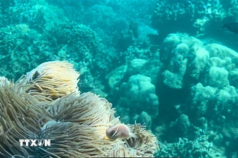 Một khu vực trong khu bảo tồn vịnh Nha Trang rạn san hô ở tình trạng chất lượng trung bình. (Ảnh: TTXVN phát)