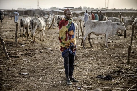Một người dân chăn nuôi gia sức ở Nigeria. (Nguồn: AFP)