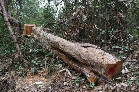 Điều tra, xử lý vụ khai thác, vận chuyển gỗ trái phép ở Mang Yang