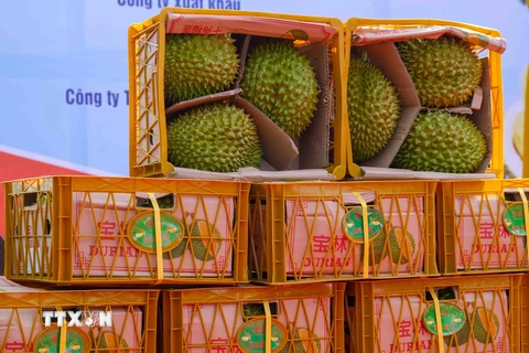 ​Thêm nhiều mã số vùng trồng sầu riêng được xuất khẩu vào Trung Quốc