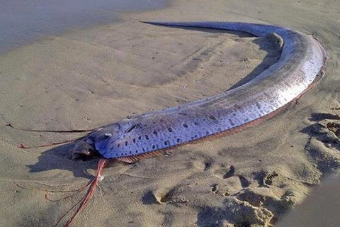 [Photo] Cận cảnh "quái vật biển" dài 3m khiến nhiều người tò mò