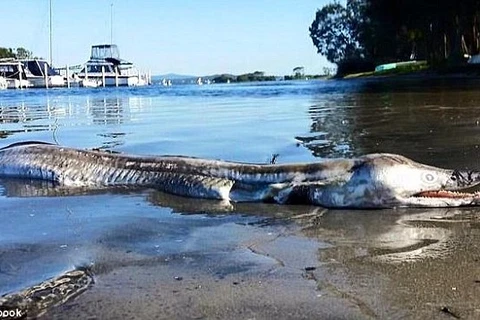 Sinh vật biển được tìm thấy ở hồ Macquarie. (Nguồn: Daily Mail)