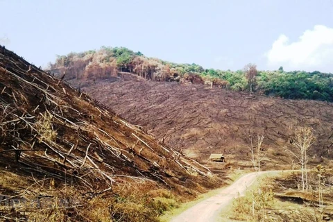 Tình trạng đốt phá rừng làm nương rẫy vẫn diễn ra ở nhiều nơi. (Nguồn ảnh: H.V/Vietnam+)