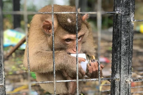 Cá thể khỉ bị nuôi nhốt làm cảnh tại Tam Đảo, tỉnh Vĩnh Phúc. (Ảnh: Hùng Võ/Vietnam+)