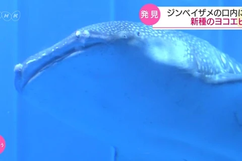 Cá mập voi Nhật Bản "nuôi" hơn 1.000 sinh vật trong khoang miệng. (Nguồn: NHK)