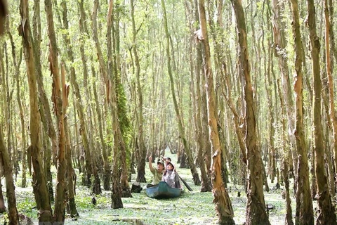 [Video] Rừng Tràm Trà Sư - 'Lá phổi xanh' của miền Tây Nam Bộ